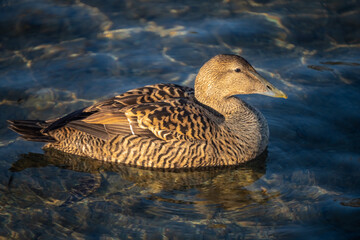 Wall Mural - Incredibly beautiful eider duck, part of a resident colony that has adapted to the fresh water ecosystem of the Upper Zurich Lake (Obersee), Switzerland