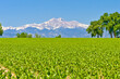 Longs Peak Corn Field - Corn field in spring looking at front range and fourteener Long's Peak in Weld County, Colorado