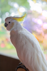 White cockatoo parrot with blurred background.