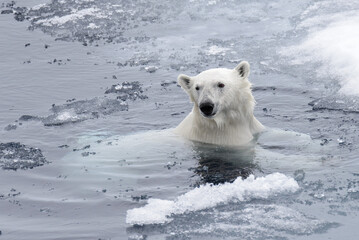 Wall Mural - polar bear (ursus maritimus) swimming in arctic sea close up.