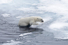 Polar Bear (Ursus Maritimus) Swimming In Arctic Sea Close Up.