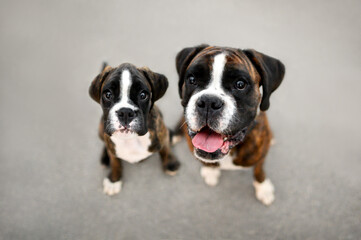 Sticker - happy boxer dog and her puppy posing together, top view portraitoutdoors