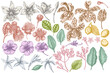 Vector set of hand drawn pastel laelia, feijoa flowers, glory bush, papilio torquatus, cinchona, cattleya aclandiae