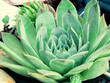 Zoom Pflanze Dachwurz grün