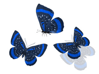 Poster - blue butterflies isolated on a white background