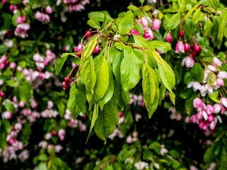 Wall Mural - red and green leaves