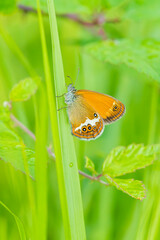 Wall Mural - Side view closeup of a Pearly heath butterfly, Coenonympha arcania, resting in grass