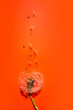 Leinwanddruck Bild - Dandelion Fluff White Flower On orange Background.