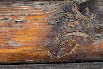 Background of a texture tree in varnish closeup.