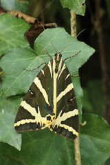 Wall Mural - jersey tiger