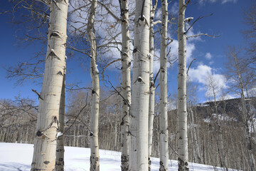 Wall Mural - Aspen Trees in Colorado 