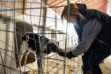 Female Farmer Feeding Milk To Calf In Cowshed