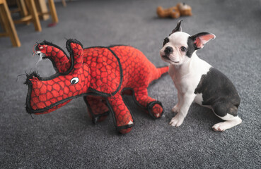 Wall Mural - Cute Boston Terrier puppy sitting inddors on carpet next to a stuffed red dinosaur toy.