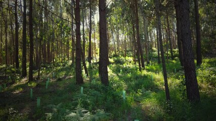 Wall Mural - pine tree forest at the sunset