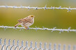 Savannah Sparrow Perches on a Chain Link Fence