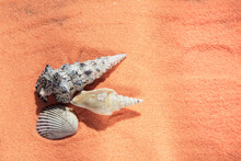 Three Seashells Of Different Shapes Lie On The Orange Sand. Beach Holidays