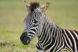 Fototapeta Konie - Portrait of zebra in the Nature