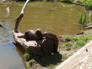 Poster - Couple of little sea calves on a branch