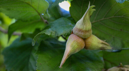 Wall Mural - Hazelnuts grow on a branch. Hazelnuts ripen on a branch. Fruit hazelnuts on a branch in an orchard. Green hazelnut nuts, grow on a tree.