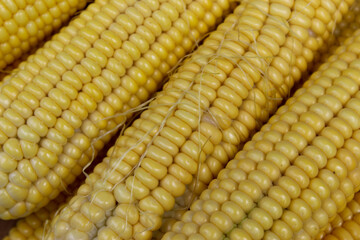 Wall Mural - Yellow cobs of corn, close up. Macro.