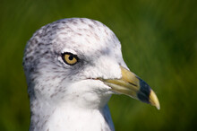 Close Up Of A Seagull