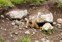 Mr. Marmot - Marmot Peaks Out Of Hole In His Natural Habitat In Colorado