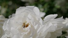 This Video Shows A Close Up And Detailed View Of A Honey Bee Flying Off A White Rose Bush In Slow Motion.