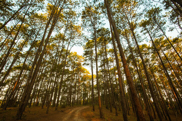 Wall Mural - scenic view of pine forest with sunlight in the morning. environment background. natural park.