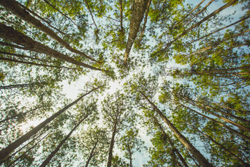 Wall Mural - scenic view of pine forest with sunlight in the morning. environment background. natural park.