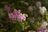 Fototapeta  - pink flowers in the garden