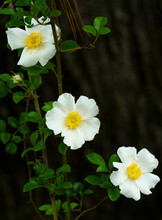 Three White Cherokee Roses With Dark Green Shiny Leaves Climbing A Pine Tree Are An Important Food Source For Early Spring Pollinators In A Flatwood Habitat