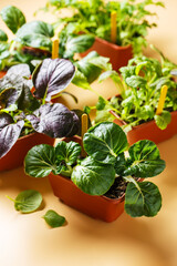 Home growing baby pak choi, Close up