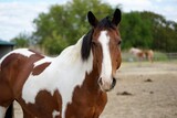Fototapeta Mapy - portrait of a horse