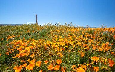 Wooden Post in field of California Golden Poppies during spring in the high desert of southern California near Lancaster CA USA