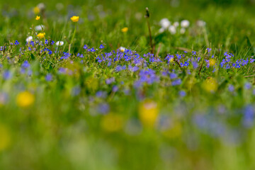 field of flowers