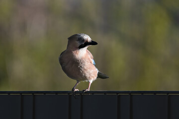 Wall Mural - Jay is sitting on the fence