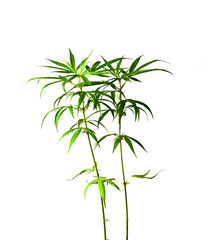  Cannabis plant isolated on white background Medical marijuana