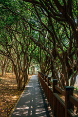 Canvas Print - Odongdo island forest road in Yeosu, Korea