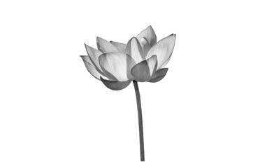 Wall Mural - Lotus flower black and white isolated on white background with clipping path.