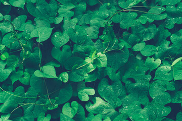 Wall Mural - fresh green leaf background.