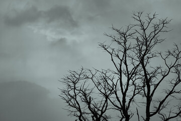Wall Mural - Silhouette dead tree on dark dramatic sky and white clouds background for a peaceful death. Despair and hopeless concept. Sad of nature. Death and sad emotion background. Dead branch unique pattern.