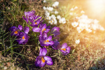 The first spring flowers are purple and white crocuses and snowdrops on a sunny day. Hello march wallpaper, greeting card