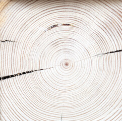  Natural wood background of tree trunk cut with circles of natural ornament and cracks. Lumber, nature drawing or years tree lives. Background for presentations, template, texture 
