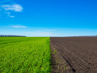 green and black plowed fields under the blue sky. panoramic view of the spring landscape with a fiel