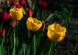 Fototapeta Tulipany - Blooming yellow tulips in spring flowerbed low key background. Field of bright beautiful blooming flowers closeup in sunlight. Natural floral blossom wallpaper banner dark and moody minimal style.