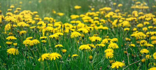 Poster - Yellow blossoming dandelions on a sunny summer meadow