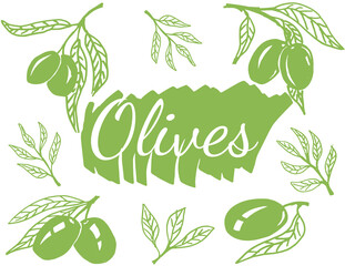 Wall Mural - Olive branches. Hand drawn illustration. Vector outline with transparent background