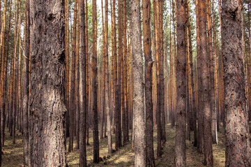 Smooth rows of pine trunks in the forest. Plantations - rows of even tree trunks in the forest.