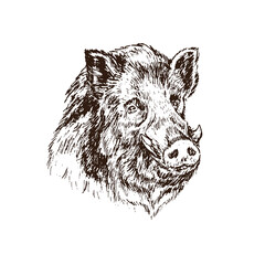 wild boar (sus scrofa) pig muzzle, gravure style ink drawing illustration isolated on white