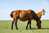Fototapeta Konie - horse and foal walking in nature